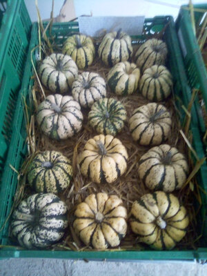 Patidou entre 500g et 650g