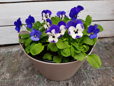 Coupe de pensées petite fleur variée