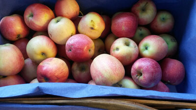 Pomme gala