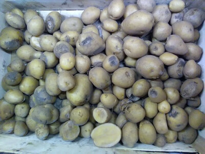 Pomme de terre moche