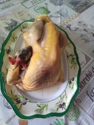 Moyenne pintade