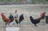 Coq d'ornement