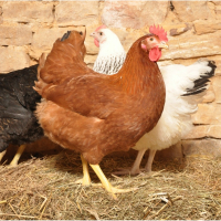 Poule prête à cuire