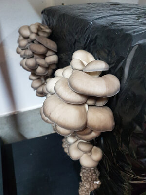 Pleurotes