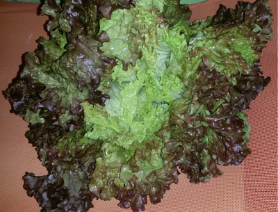 Salade