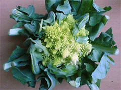 Choux romanesco
