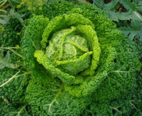 Choux vert frisé