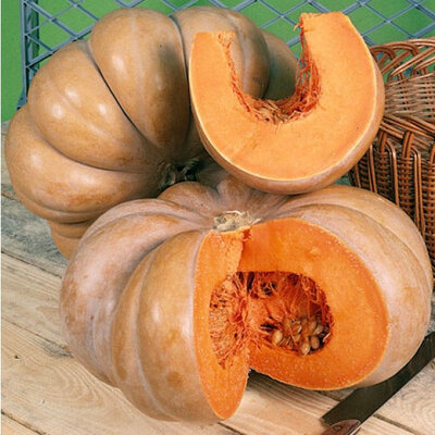 Courge musquée
