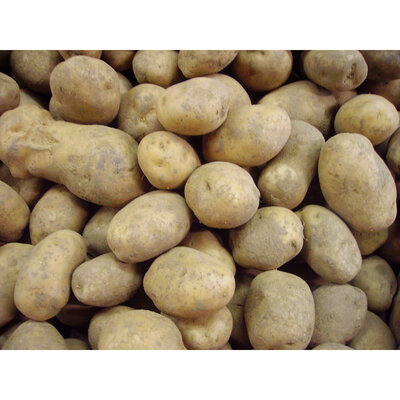 Pomme de terre bintge