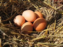 Oeufs