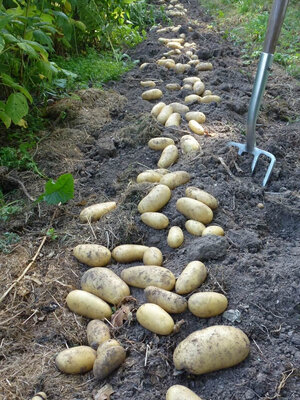 Pomme de terre amandine