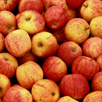 Pomme gala