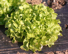 Feuille de chene