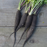 Radis noir long issu de la cueillde servigny