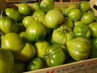 Tomates vertes