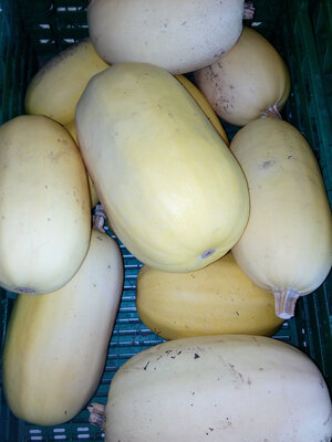 Courges spaghetti 100% bio