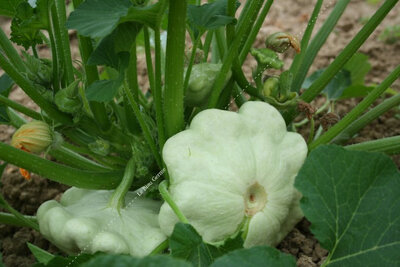 Courge pâtisson