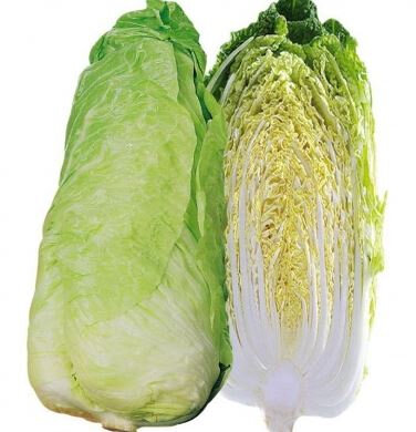 Chicorée pain de sucre