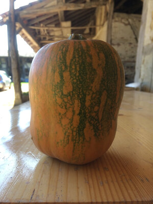 Courge honeynut