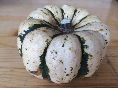 Courge patidou