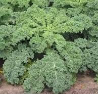 Chou kale