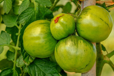 Tomates vertes à confiture
