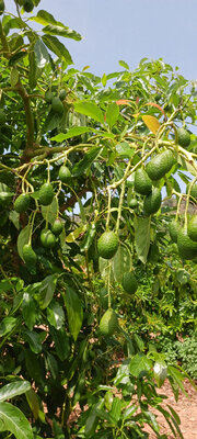 Avocat lambhass bio