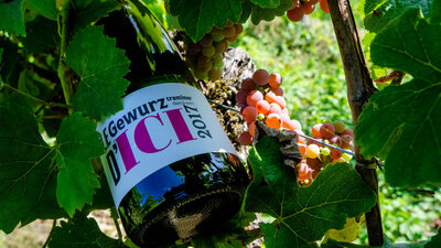 Le gewurztraminer d'ici