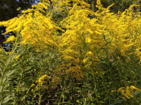 🐝😋assortiment de miels en trio (7)