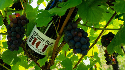 Le pinot noir barrique d'ici