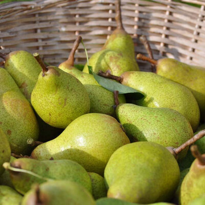 Chutney de poire au poivre sauvage de madagascar