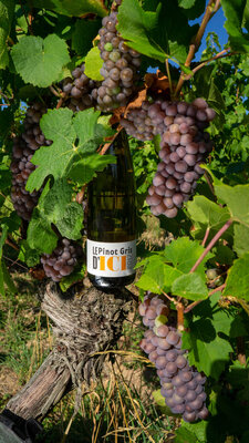 Le pinot gris d'ici