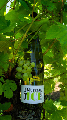 Le muscat d'ici