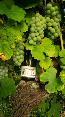 Le sylvaner d'ici
