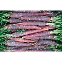 Carotte violette