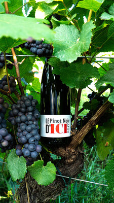 Le pinot noir d'ici