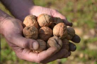 Noix lara du périgord 500gr