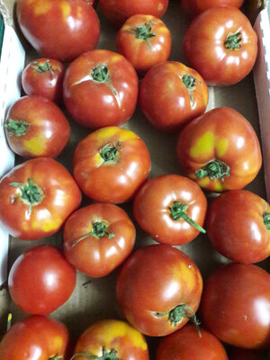 Tomate