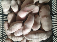 Pomme de terre 'chérie', rouge à chair ferme