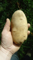 Pomme de terre 'spunta'