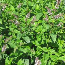Sirop de menthe