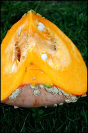 Courge galeuse d'eysines