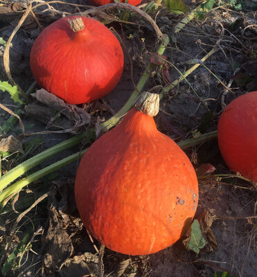 Potimarron