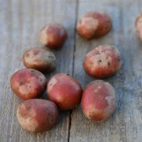 Pomme de terre alouette