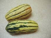 Courge délicata