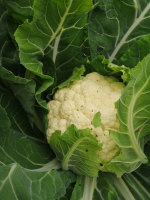 Chou fleur