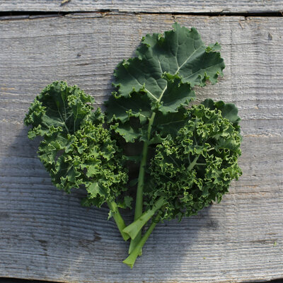 Chou kale bio