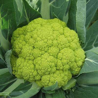 Chou-fleur vert