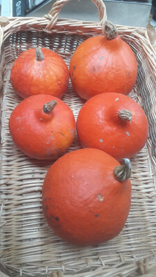 Potimarron