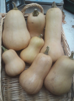 Butternut